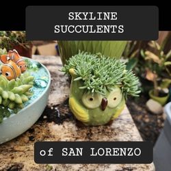ELEGANT OWL WITH SPECIAL SUCCULENT ONLY $19 PICK UP IN SAN LORENZO 