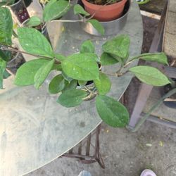 Hoya Fungii