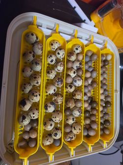 Egg Incubator with Quail Egg Turner Trays