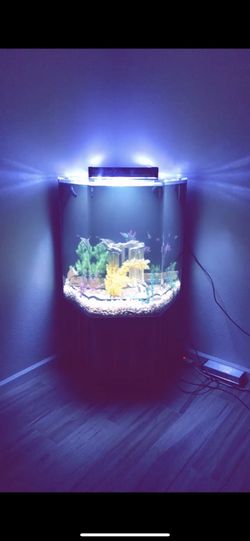 95 Gallon Hexagon Fish Tank