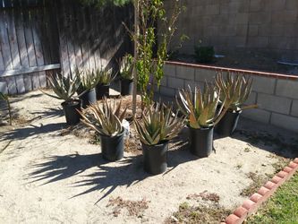 Aloe veras (savilas)