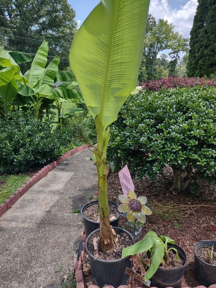 Banana Plant 5 Feet