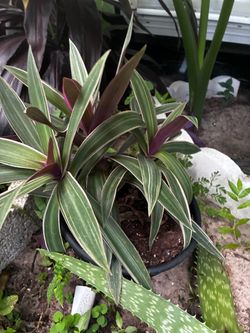 Variegated Tradescantia Potted Plant