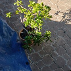 Jade plant