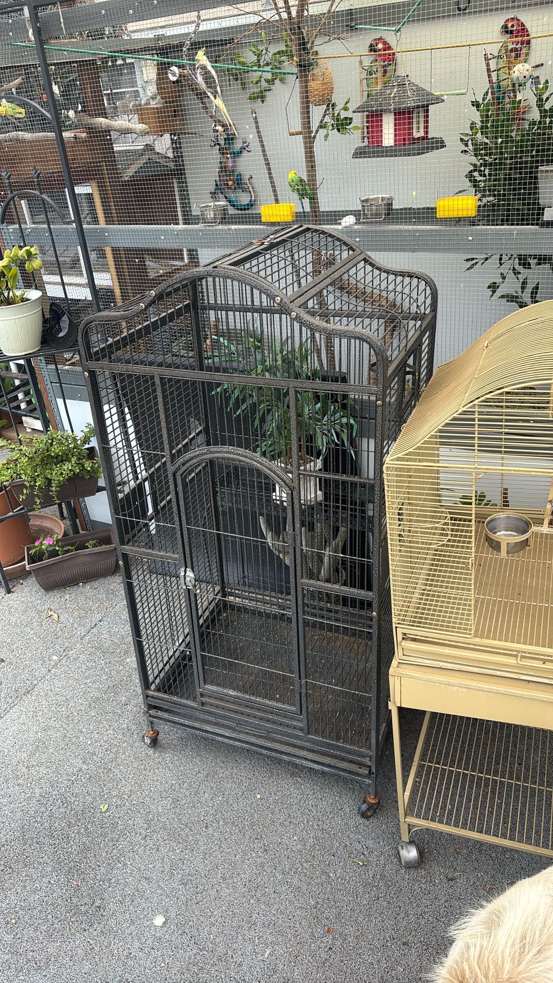 Bird Cages