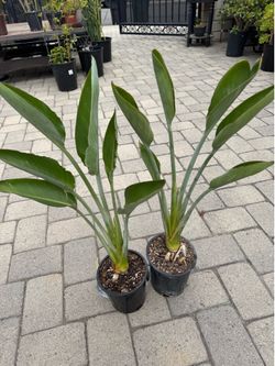 Bird of Paradise