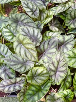 Plants (4”pot🌿Alocasia Dragon scale )