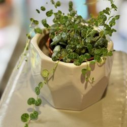 Petite Pot Of Turtle Vibes