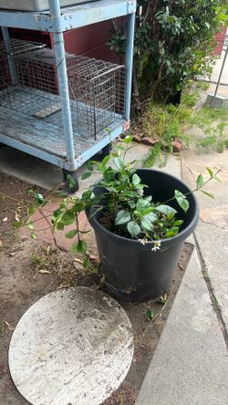 Jasmine plant