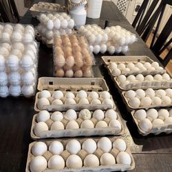 Fresh Eggs