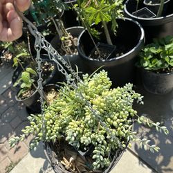 Succulent Flowers Plant