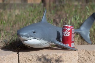 Handpainted Shark Display