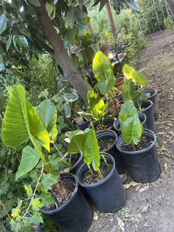 Elephant Ears Plant