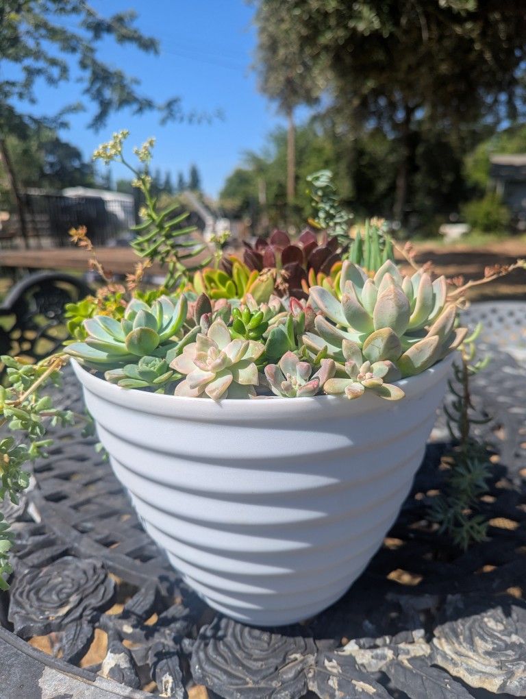 Succulent Arrangements