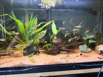 Rummy Nose Tetra and BN pleco