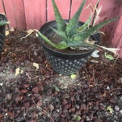 Sabila Plant / Aloe Vera Plant 