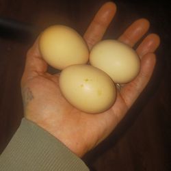 Fertilized BUCKEYE EGGS