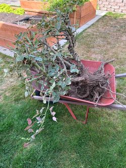 Rosebush