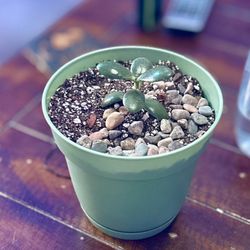 Jade Plant