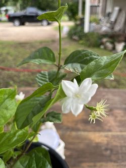 Planta De jazmin blanco, bote de 4 gslones 20  dilares