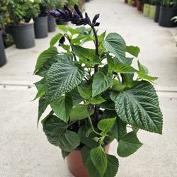 Blue Anise Sage ARRIVE, BEAUTIFUL AND HEALTHY. $10 EACH