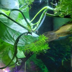 Aquarium Plants 