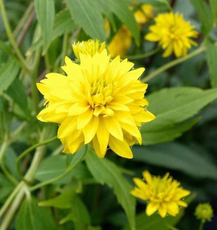 Rudbeckia