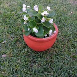 Begonia Plant 🪴 
