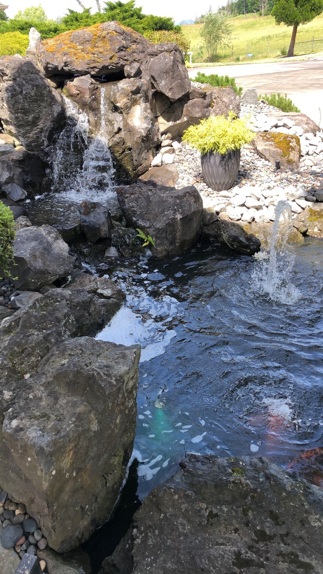 Koi Wanted