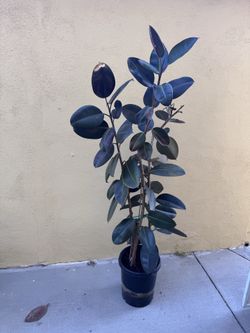Rubber plant