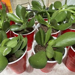 Jade Succulent Starters