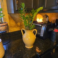 2ft Tall ZZ Plant In New 10in Ceramic Pot With Drainage 