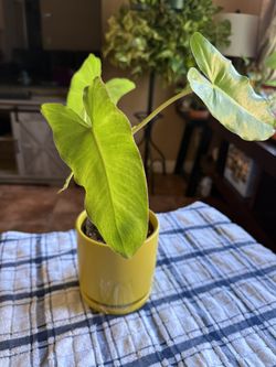 Philodendron Paraiso Verde