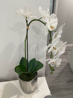 Flowers, vase, tree