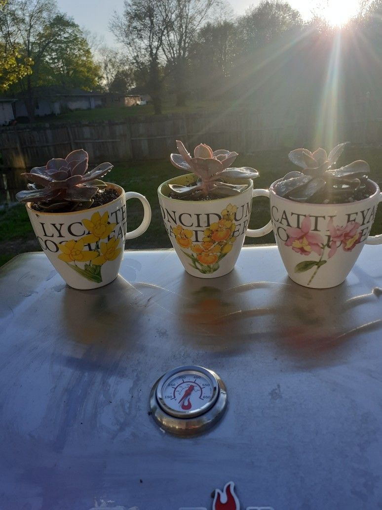 Set Of 3 Succulents