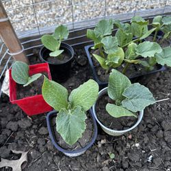 Free Kabocha Squash (6) Plants / Seedlings