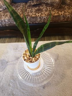 Bonitas Plantas Sanseviera  O Lengua  de Suegra, $10 C/u  