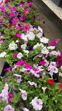 Petunias