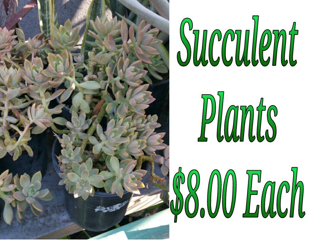 Succulent plants
