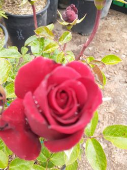Rose big bud Roses
