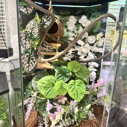 Reptile Enclosure