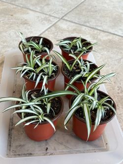 Indoor or Outdoor Small Spider Plants
