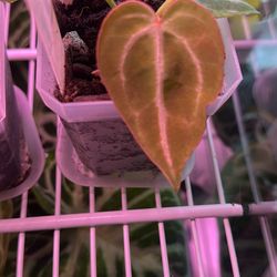 Anthurium Crystallinum x Magnificum Plant