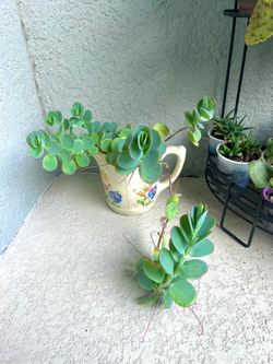 Kalanchoe Marnieriana Plant 