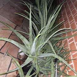 Aloe Vera Available So Many To Choose From Plants