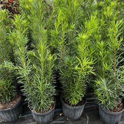 PODOCARPUS PLANT (Amazing Hedging, Privacy, Garden Back drop etc.) 