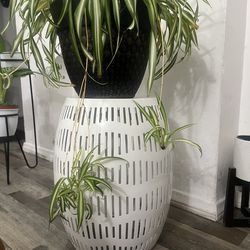 Contemporary plant stand metal