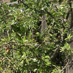 Green Apple Tree