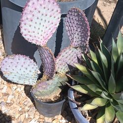 Opuntia Violaceae Purple 💜