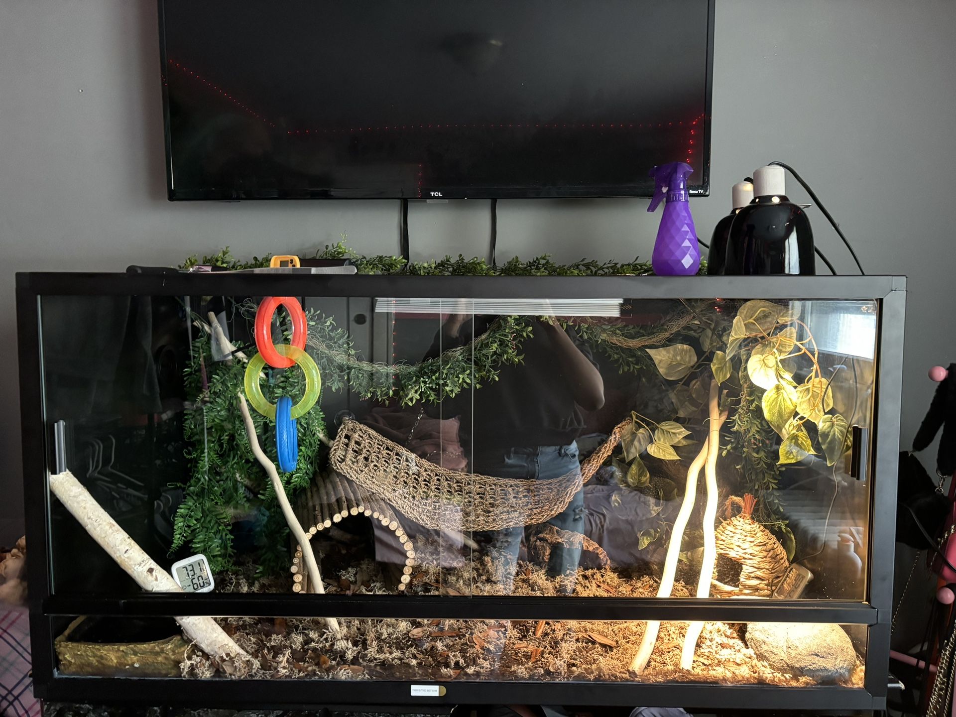 snake, accessories & Cage